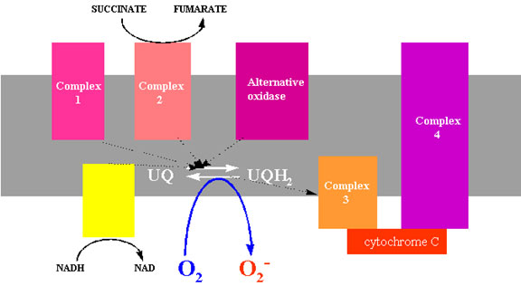 Figure 6 Schematic representation of the electron transport system in the mitochondrial membrane showing a possible site of superoxide production by reduced ubiquinones.