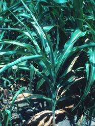 Fig.4. Drought stressed sorghum plant displaying rolled leaves