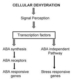 Fig.3. The basic consensus scheme of stress perception and gene response (See text).