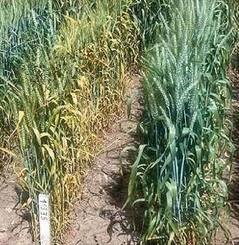 Wheat sprayed with 0.4% KI (left) and non-sprayed control (right).