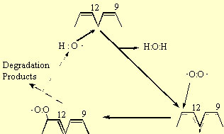 Figure 3 The peroxidation of linoleic acid. The hydroxyl radical abstracts a H atom from carbon-11 of the fatty acid between the two double bonds forming water. The electron deficiency is shared among carbons 9 to 13 in a resonance structure. Triplet oxygen that has two unpaired electrons may attach to this structure at either carbon -9 or -13 forming a peroxy radical. This peroxy radical will abstract another hydrogen atom from a second linoleic acid molecule in a propagation reaction forming a lipid hydroperoxide. Chain breakage and cross-linkage reactions subsequently occur to produce aldehydes, hydrocarbons, alcohols and cross-linked dimers.