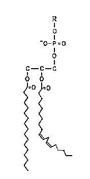 Figure 4 The structure of a typical phospholipid molecule. Phospholipids form the essential structural component of plant membranes. Their amphipathic nature dicates that the phospholipid headgroup is oriented toward the external aqueous phase and the fatty acid tails are oriented towards the interior hydrophobic phase. The fatty acids are attached by ester linkages to the sn-1 (palmitoyl; 16:0) and sn-2 (linoleoyl; 18-2) positions of glycerol. The phosphate headgroup (R) is attached to the Sn-3 position. There are two common sites of oxygen free radical attack on the phospholipid molecule - the unsaturated double binds of the fatty acid and the ester linkage between glycerol and the fatty acid.