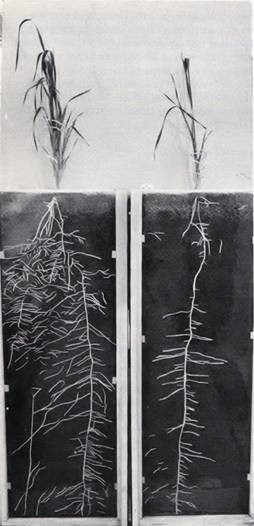 Wheat cultivars Thatcher (left) and Lemhi (right) grown in soil in glass paneled root boxes and photographed 7 weeks after planting. (Hurd, E.A. 1974. Phenotype and drought tolerance in wheat. Agric Meteor14:39-55).