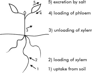 Figure 6. Control points at which salt transport is regulated. These are:  1. selectivity of uptake from the soil solution, 2. loading of the xylem, 3. removal of salt from the xylem in the upper part of the plant, 4. loading of the phloem and 5. excretion through salt glands or bladders. For a salt tolerant plant growing for some time in a soil solution of 100 mM NaCl, the root concentrations of Na+ and Cl- are typically about 50 mM, the xylem concentration about 5 mM, and the concentration in the oldest leaf as high as 500 mM (Munns et al., 2002).