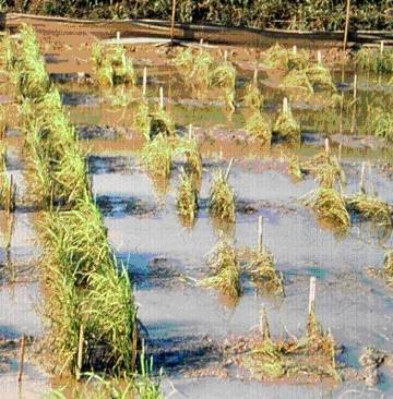 Fig. 12. Trial illustrating the superior tolerance to 10 days complete submergence of a line of rice (FR13A) derived from an old Indian farmer variety (left line of green plants) compared with two other lines of lowland rice (right). Photograph by Dr P. Bhekasut, Thailand Department of Agriculture and previously published in Jackson and Ram (2003).